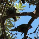 Raymond Island - Koalas